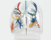 Модель прозорого сегмента легенів