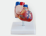 Модель сердца в реальную величину (в новом стиле)