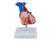 Модель сердца в реальную величину