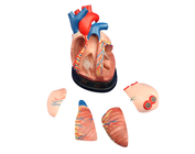 Модель сердца среднего размера