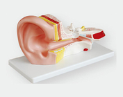Модель уха среднего размера