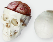 Модель черепа с мозгом из 8 частей