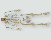 Розчленований скелет з черепом