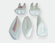 Розширена модель людських зубів