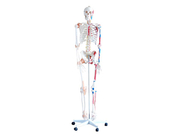 Скелет в реальну величину, 180 см