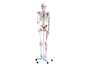 Скелет з м'язами і зв'язками, 180 см