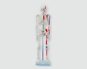 Скелет з намальованими м'язами, 85 см