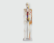 Скелет з нервами і кровоносними судинами, 85 см