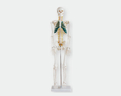 Скелет зі спинним мозком, 85 см