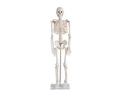 Скелет, 85 см