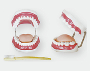 Стоматологічна модель (28 зубів)