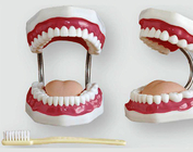 Стоматологічна модель (32 зуба)