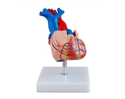 Велика модель серця (в новому стилі)