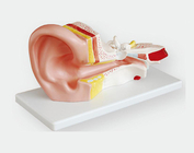 Большая модель уха