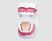 Малая стоматологическая модель (28 зубов)