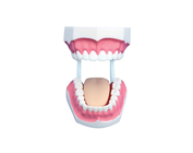 Малая стоматологическая модель (32 зуба)
