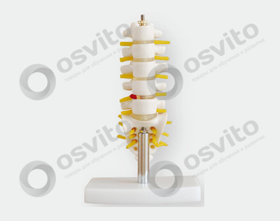 %d0%9c%d0%b8%d0%bd%d0%b8%d0%b0%d1%82%d1%8e%d1%80%d0%bd%d1%8b%d0%b5-%d0%bf%d0%be%d1%8f%d1%81%d0%bd%d0%b8%d1%87%d0%bd%d1%8b%d0%b5-%d0%bf%d0%be%d0%b7%d0%b2%d0%be%d0%bd%d0%ba%d0%b8-%d0%b2-%d1%80%d0%b5%d0%b0%d0%bb%d1%8c%d0%bd%d1%83%d1%8e-%d0%b2%d0%b5%d0%bb%d0%b8%d1%87%d0%b8%d0%bd-osvito