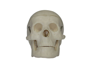 Миниатюрный пластмассовый череп