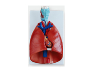 Модель гортані, серця і легенів