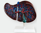 Модель печінки, підшлункової залози та дванадцятипалої кишки