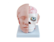 Чоловічий череп, 3 частини