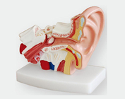 Настольная модель уха