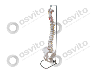 %d0%9f%d0%be%d0%ba%d1%80%d0%b0%d1%88%d0%b5%d0%bd%d0%bd%d1%8b%d0%b9-%d0%bf%d0%be%d0%b7%d0%b2%d0%be%d0%bd%d0%be%d1%87%d0%bd%d0%b8%d0%ba-%d0%b2-%d1%80%d0%b5%d0%b0%d0%bb%d1%8c%d0%bd%d1%83%d1%8e-%d0%b2%d0%b5%d0%bb%d0%b8%d1%87%d0%b8%d0%bd%d1%83-osvito