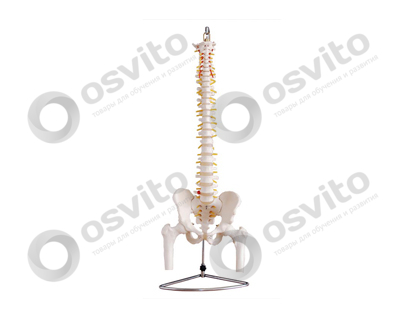 %d0%9f%d0%be%d0%b7%d0%b2%d0%be%d0%bd%d0%be%d1%87%d0%bd%d0%b8%d0%ba-%d1%81-%d1%82%d0%b0%d0%b7%d0%be%d0%bc-%d0%b8-%d0%bc%d0%be%d0%ba%d0%bb%d0%be%d0%ba%d0%be%d0%bc-%d0%b2-%d1%80%d0%b5%d0%b0%d0%bb%d1%8c%d0%bd%d1%83%d1%8e-%d0%b2%d0%b5%d0%bb%d0%b8%d1%87%d0%b8%d0%bd%d1%83-osvito