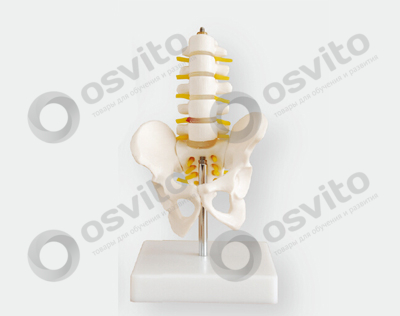 %d0%a2%d0%b0%d0%b7-%d1%80%d0%b0%d0%b7%d0%bc%d0%b5%d1%80%d0%be%d0%bc-0_5-%d0%be%d1%82-%d1%80%d0%b5%d0%b0%d0%bb%d1%8c%d0%bd%d0%be%d0%b9-%d0%b2%d0%b5%d0%bb%d0%b8%d1%87%d0%b8%d0%bd%d1%8b-%d1%81-%d0%bf%d0%be%d1%8f%d1%81%d0%bd%d0%b8%d1%87%d0%bd%d1%8b-osvito