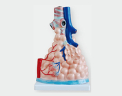 Збільшена модель альвеол легенів
