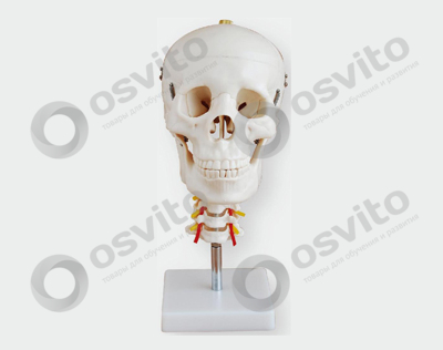 %d0%a7%d0%b5%d1%80%d0%b5%d0%bf-%d1%81-%d1%88%d0%b5%d0%b9%d0%bd%d1%8b%d0%bc-%d0%be%d1%82%d0%b4%d0%b5%d0%bb%d0%be%d0%bc-%d0%bf%d0%be%d0%b7%d0%b2%d0%be%d0%bd%d0%be%d1%87%d0%bd%d0%b8%d0%ba%d0%b0-osvito