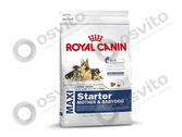 Royal-canin-maxi-starter-%e2%80%94-%d0%a0%d0%be%d1%8f%d0%bb-%d0%9a%d0%b0%d0%bd%d0%b8%d0%bd-%d0%9c%d0%b0%d0%ba%d1%81%d0%b8-%d0%a1%d1%82%d0%b0%d1%80%d1%82%d0%b5%d1%80-osvito